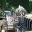 Two zebras standing on a sidewalk near passing cars with arms sticking out..jpg